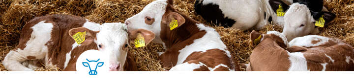 einstiegsbanner kalber powerstart artikel rind einstiegsbanner kalber powerstart artikel rind